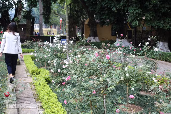 Vườn hồng cổ khoe sắc ở Hoàng Thành Thăng Long - ảnh 2