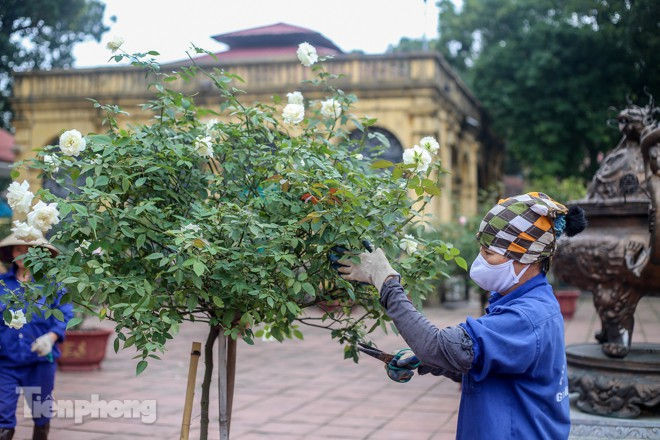 Vườn hồng cổ khoe sắc ở Hoàng Thành Thăng Long - ảnh 8