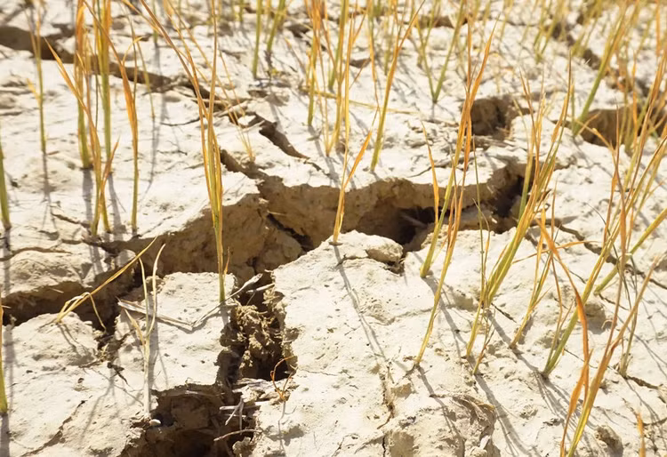 Cận cảnh những cánh đồng lúa cháy khô vì hạn hán - 6