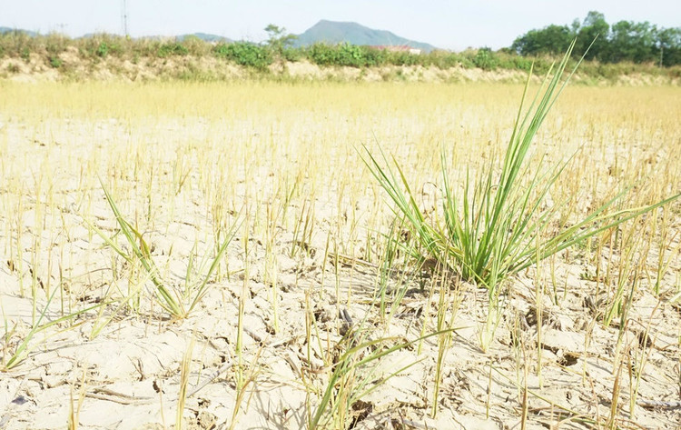 Cận cảnh những cánh đồng lúa cháy khô vì hạn hán - 8