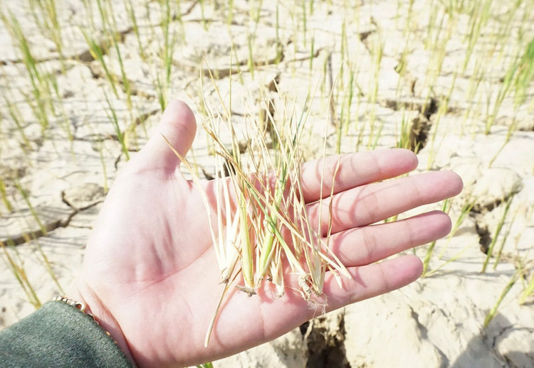 Cận cảnh những cánh đồng lúa cháy khô vì hạn hán - 7