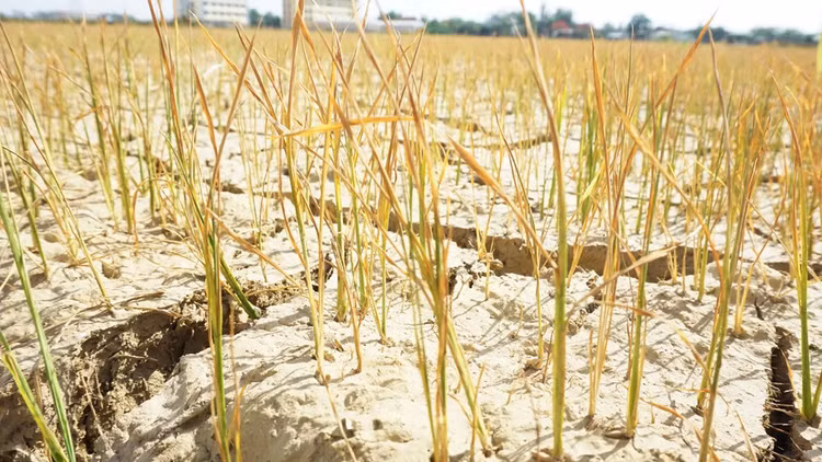 Cận cảnh những cánh đồng lúa cháy khô vì hạn hán - 10