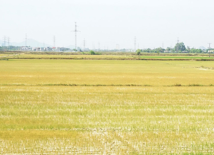 Cận cảnh những cánh đồng lúa cháy khô vì hạn hán - 1