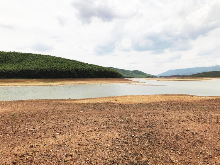 Cận cảnh những cánh đồng lúa cháy khô vì hạn hán - 2