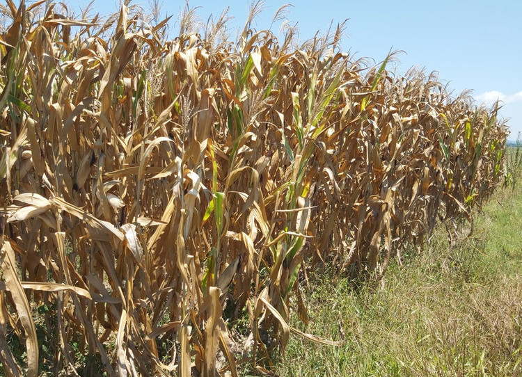 Cận cảnh những cánh đồng lúa cháy khô vì hạn hán - 9