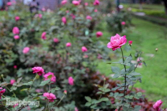 Vườn hồng cổ khoe sắc ở Hoàng Thành Thăng Long - ảnh 5