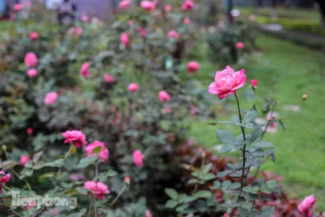 Vườn hồng cổ khoe sắc ở Hoàng Thành Thăng Long - ảnh 5