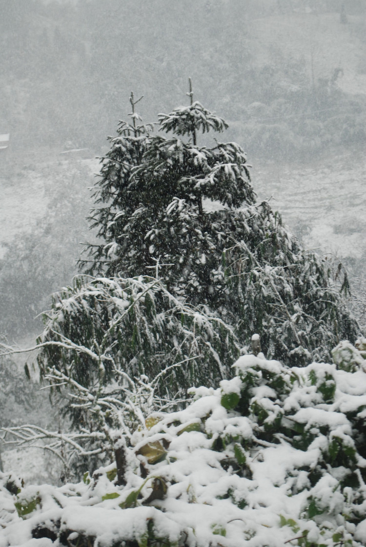 Đỉnh Fansipan có thể đón mưa tuyết dịp Tết Dương lịch - 1