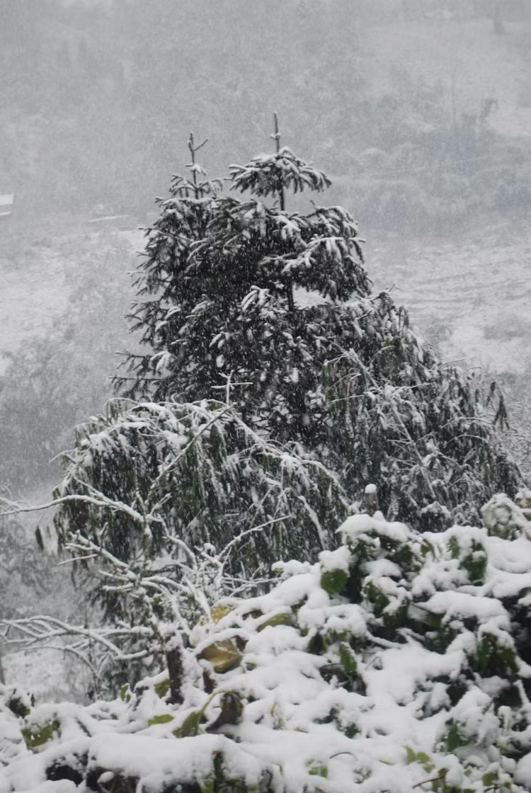 Đỉnh Fansipan có thể đón mưa tuyết dịp Tết Dương lịch - 1