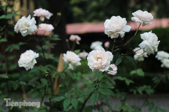 Vườn hồng cổ khoe sắc ở Hoàng Thành Thăng Long - ảnh 4