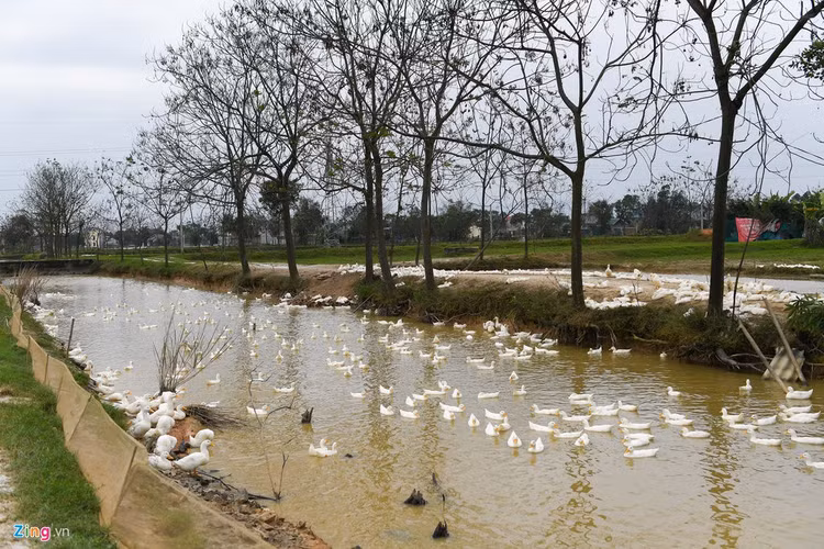 Rai voi, khu trung khi dich cum A/H5N6-xuat-hien-hinh-anh-9-9_1_H5N6_Chuong_My_zing15.jpg