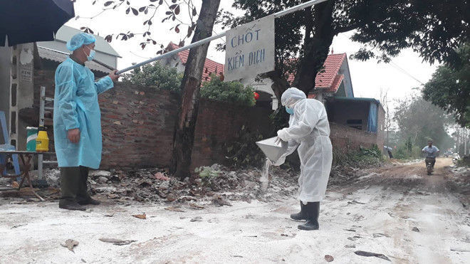 Cúm A/H5N6 trở lại, lệnh cấm bán tháo gia cầm ở vùng dịch