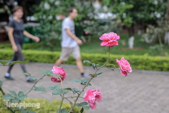 Vườn hồng cổ khoe sắc ở Hoàng Thành Thăng Long - ảnh 3