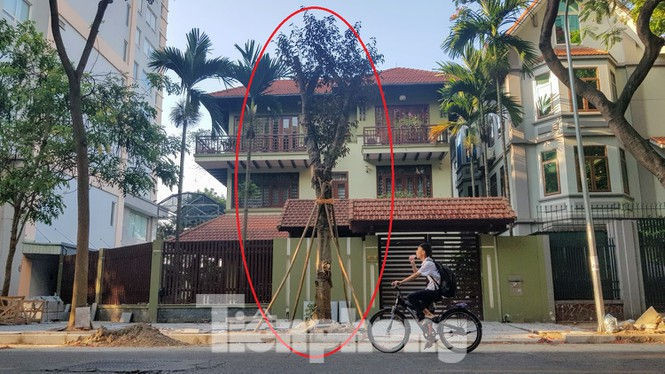 Cận cảnh biệt thự đô thị mẫu Hà Nội 'đua nhau' thay cây xanh, lát vỉa hè sai quy hoạch - ảnh 4