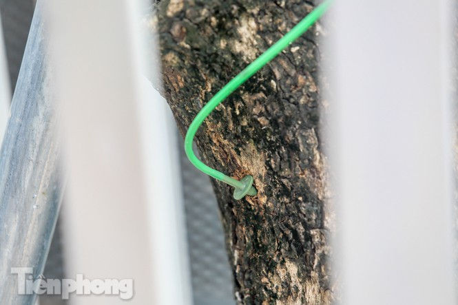 Được 'cấp cứu' liên tục, hàng sưa đỏ phố Nguyễn Văn Huyên vẫn héo úa - ảnh 4