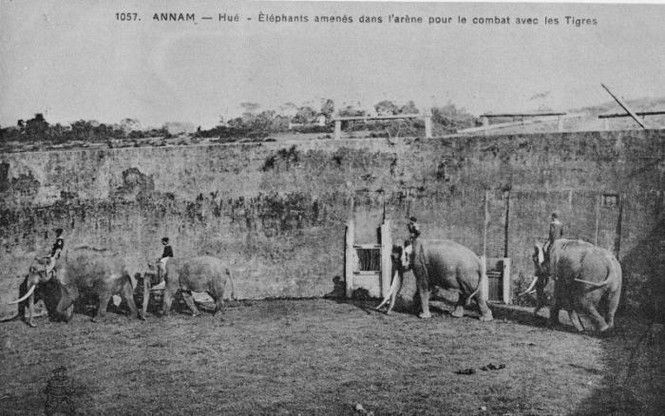 Khám phá đấu trường voi - hổ cổ xưa, duy nhất còn lại trên thế giới - ảnh 6