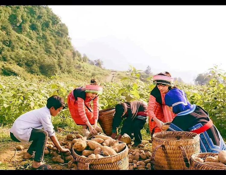 Người dân ở xã Y Tý, huyện Bát Sát, tỉnh Lào Cai thu hoạch nông sản hữu cơ.