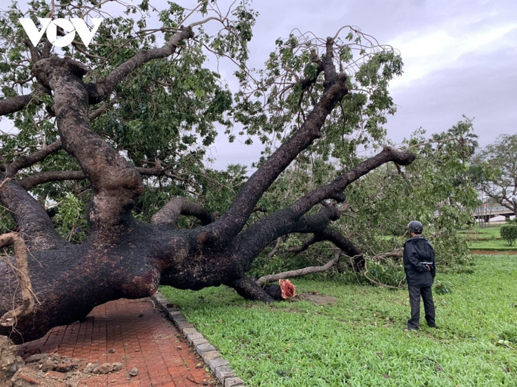 Cập nhật: Bão số 13 cuốn bay mái trường học, "nhổ" bật gốc cây, cuốn trôi nhà dân ảnh 52
