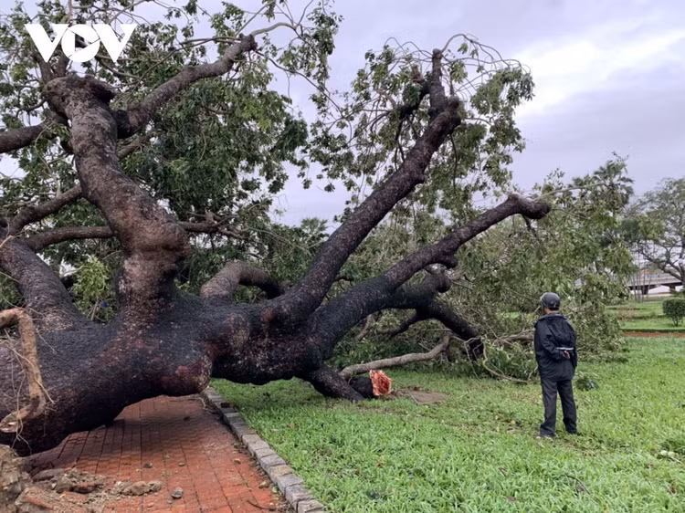 Cập nhật: Bão số 13 cuốn bay mái trường học, "nhổ" bật gốc cây, cuốn trôi nhà dân ảnh 52