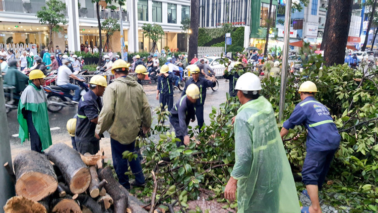 Cây cổ thụ cao hàng chục mét đổ đè người đàn ông trên phố Sài Gòn - 7
