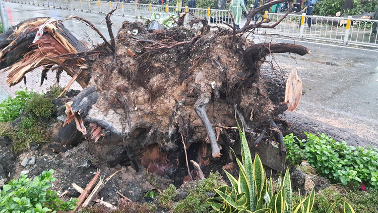 Cây cổ thụ cao hàng chục mét đổ đè người đàn ông trên phố Sài Gòn - 3