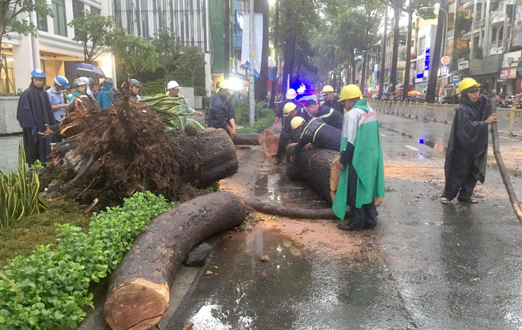 Cây cổ thụ cao hàng chục mét đổ đè người đàn ông trên phố Sài Gòn - 2