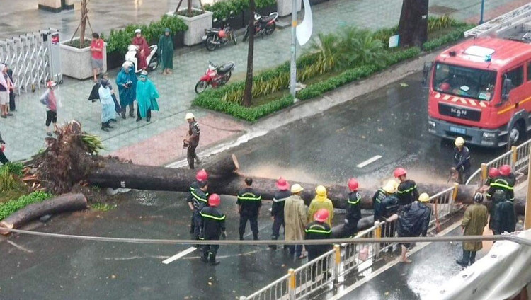 Cây cổ thụ cao hàng chục mét đổ đè người đàn ông trên phố Sài Gòn - 1