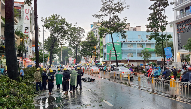 Cây cổ thụ cao hàng chục mét đổ đè người đàn ông trên phố Sài Gòn - 5