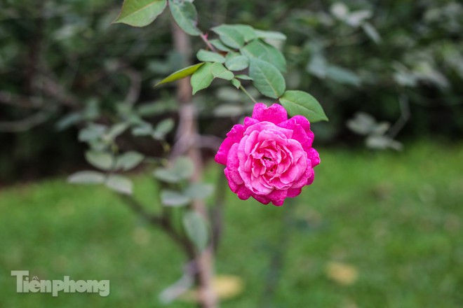 Vườn hồng cổ khoe sắc ở Hoàng Thành Thăng Long - ảnh 9