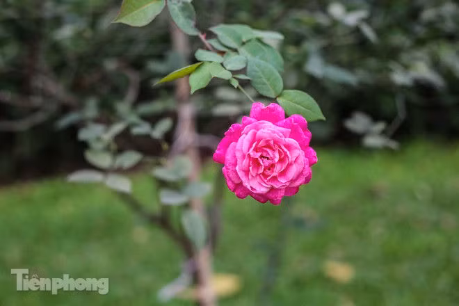 Vườn hồng cổ khoe sắc ở Hoàng Thành Thăng Long - ảnh 9