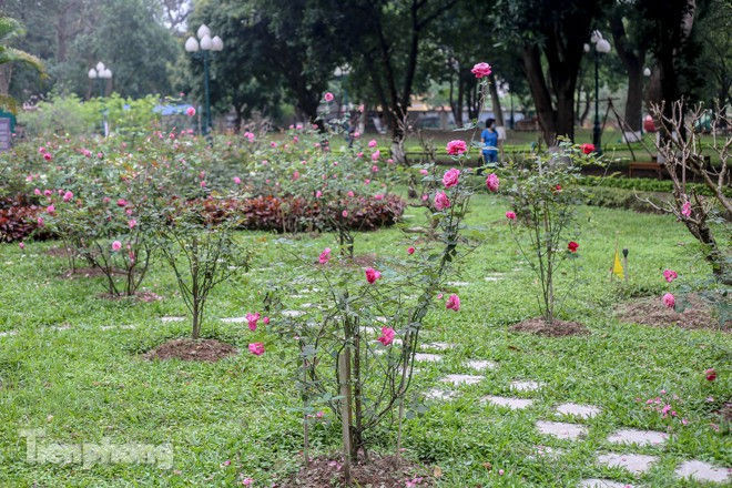 Vườn hồng cổ khoe sắc ở Hoàng Thành Thăng Long - ảnh 1