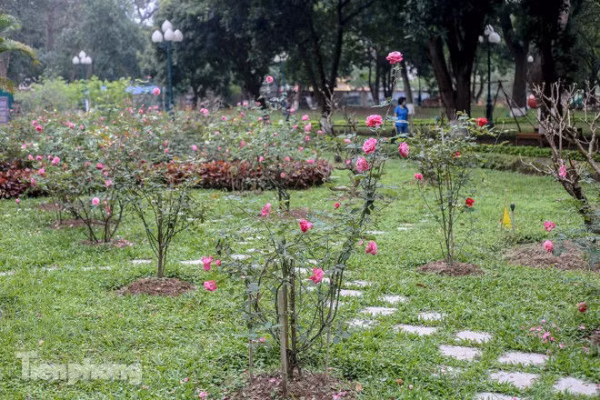 Vườn hồng cổ khoe sắc ở Hoàng Thành Thăng Long - ảnh 1