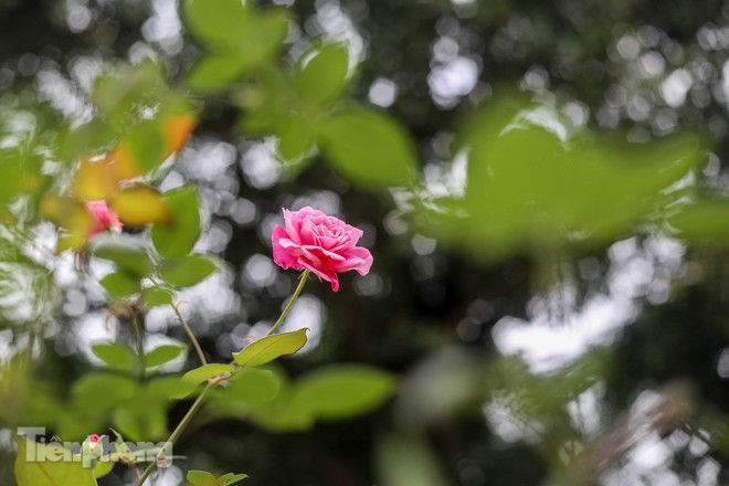 Vườn hồng cổ khoe sắc ở Hoàng Thành Thăng Long - ảnh 11