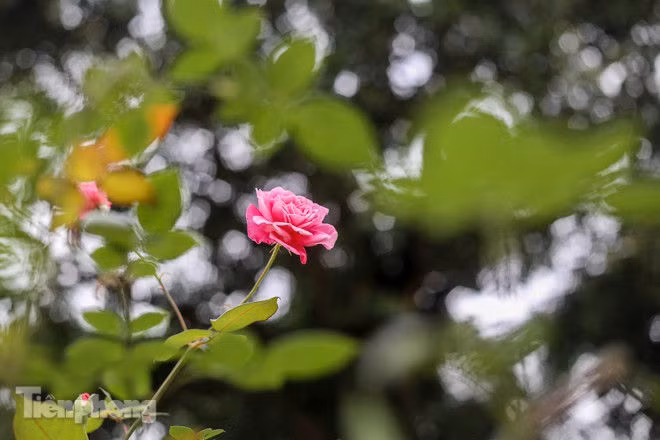 Vườn hồng cổ khoe sắc ở Hoàng Thành Thăng Long - ảnh 11