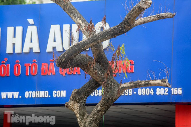 Được 'cấp cứu' liên tục, hàng sưa đỏ phố Nguyễn Văn Huyên vẫn héo úa - ảnh 6