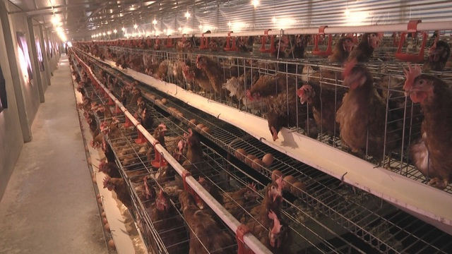 Lạ lùng chuyện nam thanh niên nuôi gà cho nghe nhạc thu nhập tiền tỉ - 3