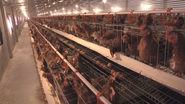 Lạ lùng chuyện nam thanh niên nuôi gà cho nghe nhạc thu nhập tiền tỉ - 3