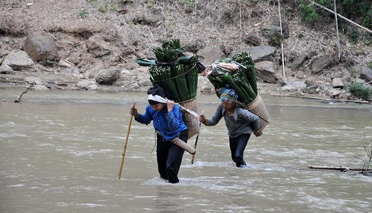 Để tìm được những chiếc lá ưng ý, người hái lá dong ở Quan Sơn phải băng qua sông, vượt nhiều km đường rừng. Ảnh: Lê Hoàng.