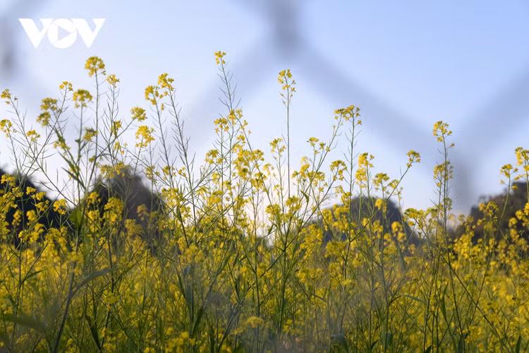 Cao nguyên Mộc Châu - điểm đến hấp dẫn trên cung đường khám phá miền Tây Bắc ảnh 6 Cao nguyên Mộc Châu - điểm đến hấp dẫn trên cung đường khám phá miền Tây Bắc ảnh 6