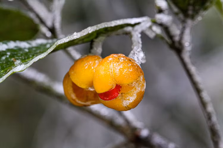 bang tuyet tren dinh Mau Son anh 8