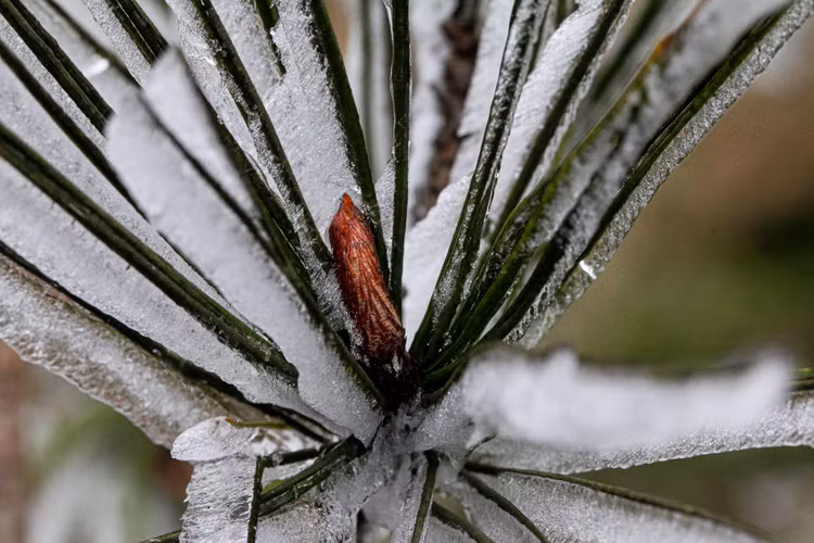 bang tuyet tren dinh Mau Son anh 18