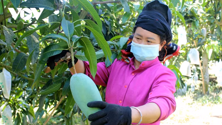 Nông sản lên “sàn” - tín hiệu mới trong chuyển đổi số nông nghiệp ảnh 1