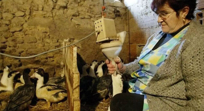 Quá trình tạo gan béoDù vậy, đây cũng là món ăn gây tranh cãi bậc nhất, vì quá trình tạo ra gan béo bị chỉ trích là quá tàn nhẫn. Để tạo ra món gan béo, người ta cần đảm bảo cho gan của những con ngỗng, vịt được làm to gần gấp 10 lần kích thước bình thường. Để vỗ béo chúng, các con vật bị nhốt trong chuồng, và bị cho ăn bằng cách sử dụng một ống thức ăn. Những ống thức ăn đó là những thanh sắt dài, nối với phần máy chứa thức ăn, và được nhét thẳng vào cổ họng, để thức ăn đi thẳng xuống dạ dày. Ảnh: AFP