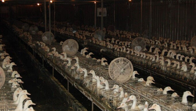 Món ăn gây tranh cãiGavage gây tranh cãi mạnh mẽ vì đây là hình thức bức thực - một hình thức cho ăn gây đớn, căng thẳng với động vật. Và sự tàn ác này không dừng lại sau thời gian cho ăn. Trang trại lấy gan béo nhốt gia cầm trong chuồng, lồng nhỏ. Chúng hầu như không thể di chuyển và phải chia sẻ không gian chật chội cho nhiều đồng loại.Việc thiếu không gian, kết hợp với việc ép ăn hàng ngày (hai ngày một lần), dẫn đến việc nhiễm trùng, tổn thương thực quản, giảm chức năng gan và thậm chí gây viêm phổi khi hỗn hợp ngũ cốc trào ngược vào phổi, thay vì xuống dạ dày. Không hiếm trường hợp các con vật bị ngạt thở, nôn mửa. Chúng cũng khó cử động vì gan phát triển với tốc độ quá nhanh.