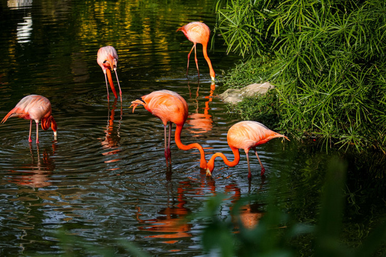 mo cua du lich phu quoc anh 6