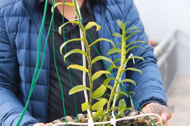 Công an báo cáo vụ lan đột biến 250 tỷ lên Bí thư thị xã Đông Triều ảnh 2 Công an báo cáo vụ lan đột biến 250 tỷ lên Bí thư thị xã Đông Triều