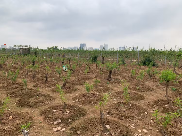 Giá đất 2 bờ sông Hồng bứt tốc tăng 10 lần đón đầu quy hoạch đô thị mới - 2