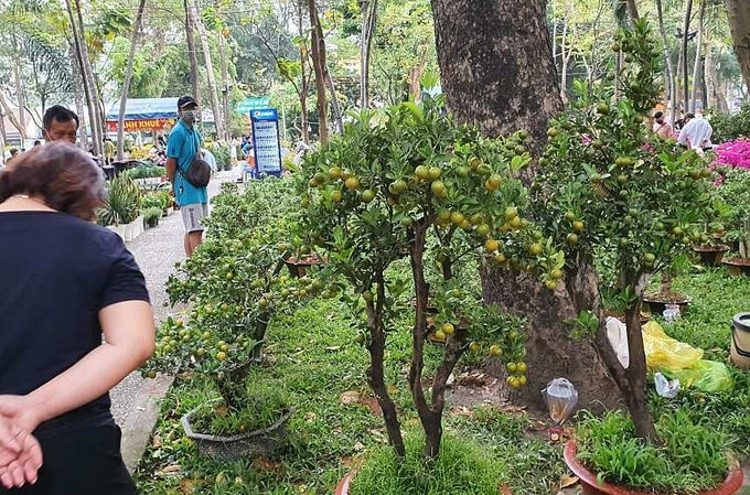 Hai chậu quất giá 2,5 triệu đồng vừa được khách mua tại công viên 23/9 chiều 26 Tết. Ảnh: Lệ Chi.