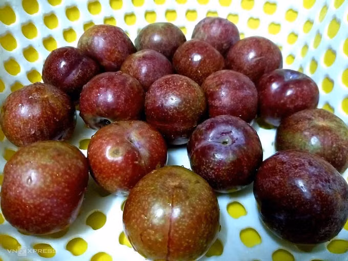 Mỗi kg mận hậu vip khoảng 20-25 trái. Ảnh: Hồng Châu.