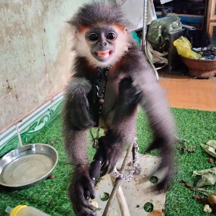 Vượt gần 1.000 km giữa đại dịch cứu hộ voọc Chà vá chân xám - 1